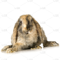 兔子,小兔子,复活节,驯养动物,家庭生活,复活节兔子,特写,哺乳纲,毛绒绒,彩色图片