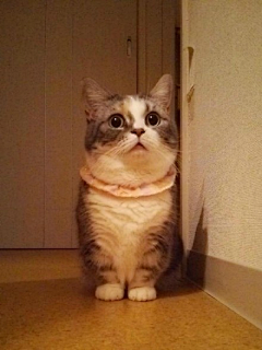 Moons菲采集到猫了个咪