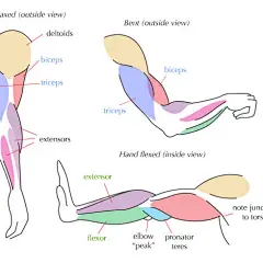 #绘画参考学习#各角度的手臂肌肉结构