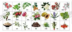 中药材 【酷图网】中医草药,中药材,中草药,草药篇,草药图片,草药照片,草药海报,草药广告,草药图,滇山茶,艾草,辣木,桂圆,玉兰花,杜鹃花,海棠花,酸角树,红豆杉,嘉兰,夹竹桃,木瓜,风信子,藿香,川贝母,杜仲,半夏,草果,小茴香,马桑,火棘