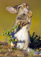 英国一只兔子吃草时，嘴被刺扎了!