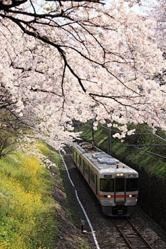 繁星点滴采集到樱花祭