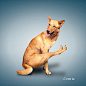 26 Amazingly Funny Dog Yoga Pictures