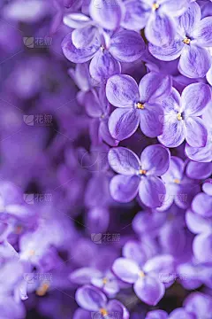 温柔的紫丁香色底色。穆迪放大照相。盛开的春花壁纸。美丽的季节花卉特写。副本的空间。大气的照片。垂直图