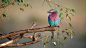 Lillac-breasted Roller by GurcharanRoopra