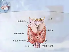 甲状腺_百度图片搜索
