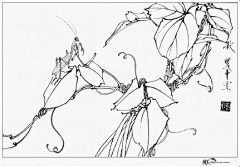 禅静采集到白描花卉