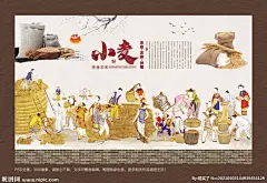 小麦展板 小麦 小麦广告 小麦宣传 小麦文化 小米耕种 农业小麦 农业 麦穗 