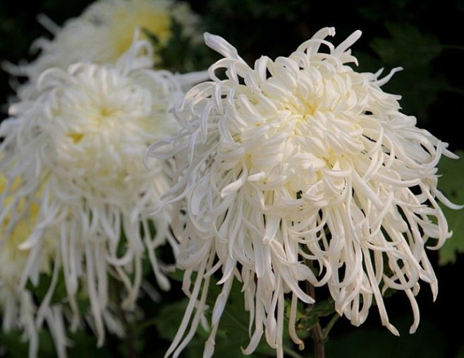 清芳流冷艳 秋酣色愈浓…赏菊