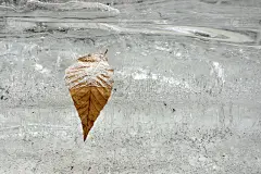 冰封山毛榉树叶
