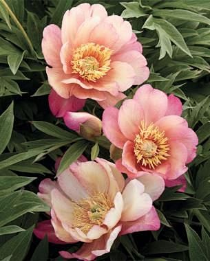 Pinterest