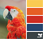 macaw spectrum