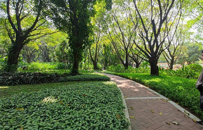 珠江公园 林下空间图片_植物配置图片素材-花瓣网