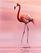 Flamingo in Pink: 