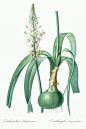 植物八