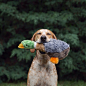 quot;Hello yes Look at this duck is