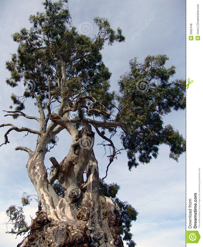 grand-old-tree-20024...