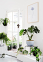 House_plants_Ivy_Muse