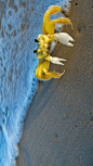 大西洋鬼蟹 (© Luciano Candisani/Minden Pictures)
和其它的“鬼蟹”一样，大西洋鬼蟹也以夜间活动而得名。大西洋鬼蟹整体看上去如幽灵般苍白，但是当它长大后，其外壳可以变成接近沙滩沙子的颜色。它们通常在沙滩上挖洞用来躲藏和休息，直到日落时分才会浮出水面捕食昆虫、蛤蜊，它们也会捕食其它的小螃蟹。