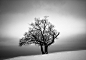 2016第十届法国PX3摄影奖　专业—自然类树木组　铜奖　《白色的冬天》　摄影师：Jack Curran（美国）