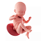 胎儿 创意图片 - VCG41670891201