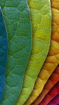 Colorful Leaves: 