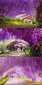 Wisteria Flower Tunnel, Japan: 