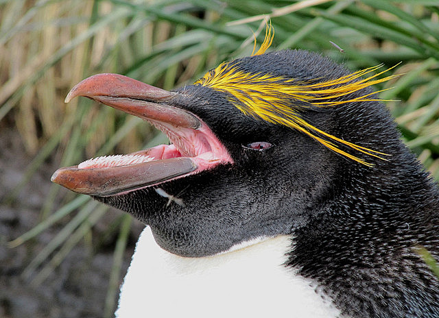 全部尺寸macaronipenguinflickr相片分享