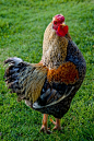 impressive rooster