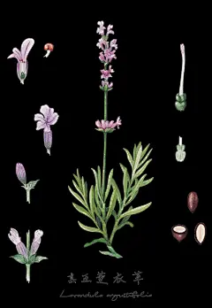 真正薰衣草.jpg