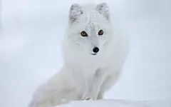 狡猾北极狐桌面壁纸