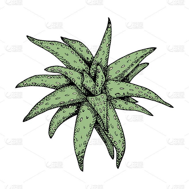 芦荟载体插图。手绘绿色图形植物与黑色轮廓孤立在白色背景。年份多肉，植物绘图。元素用于化妆品，包装，装