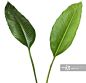 Two tropical plants with clipping path