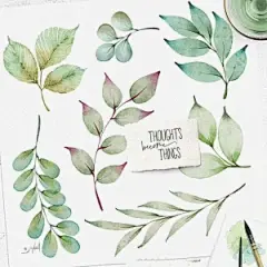 植物绘，ins：joyhallart ​ - 堆糖