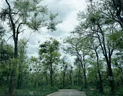 森林,路,前面,调查员,天空,水平画幅,热带雨林,户外,方向