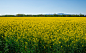 Yellow yellow yellow! : A flowery field of a yellow ardently, a beautiful expanse colors and fragrant.