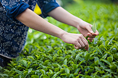 晴·枫采集到茶