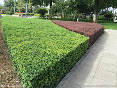 αΒ偏┈→Α采集到建筑、景观【园艺、花境、植物】