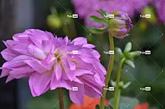 大丽花 免费壁纸 桌面背景 全高清壁纸 花 酷背景 Mac壁纸