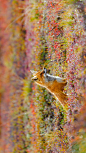 德纳利国家公园和自然保护区内的一只赤狐，美国阿拉斯加州 (© Michael DeYoung/Design Pics/Getty Images)
当你游览德纳利国家公园和自然保护区时可以看到“五大”哺乳动物：灰熊，驯鹿，驼鹿，狼和多尔大角羊。然而，公园里的赤狐数量也不亚于其它哺乳动物，每年的这个时候也是赤狐捕食的旺季，它们凭借着天生狡猾的性格在捕食上可以说是毫不费力！