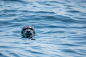 gray seal in water at daytime