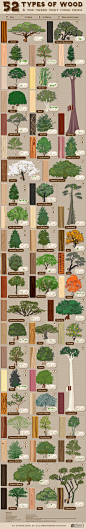 52种树种与木头的材质对应图。英文版。设计参考图