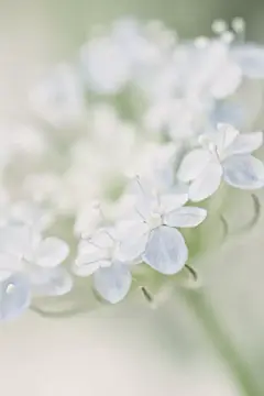 植物花卉壁纸
