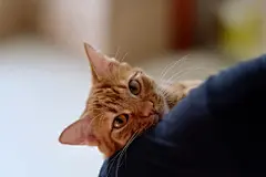 点击来源直接获取大图文件 |close up one brown tabby cat in people's arm. Looking at camera. Blur bright background