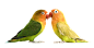 鹦鹉