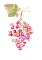 watercolor illustration of grape : watercolor illustration of grape 