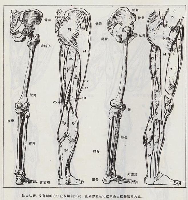 腿部肌肉背面和侧面