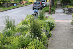 233333557采集到植物-市政道路绿化