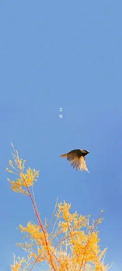 云天收夏色，木叶动秋声。
是日 #立秋# ，你所在的城市近日天有转凉吗？ ​​​#魅族节日壁纸# ​​​