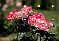 玫瑰 花卉背景 花朵 玫瑰绽放 花瓣 玫瑰花瓣 花壁纸 盛开